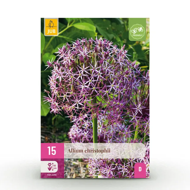 green-guardia-unsere-pflanzen-allium-christophii-blumenzwiebeln-15-stk-lila image 1