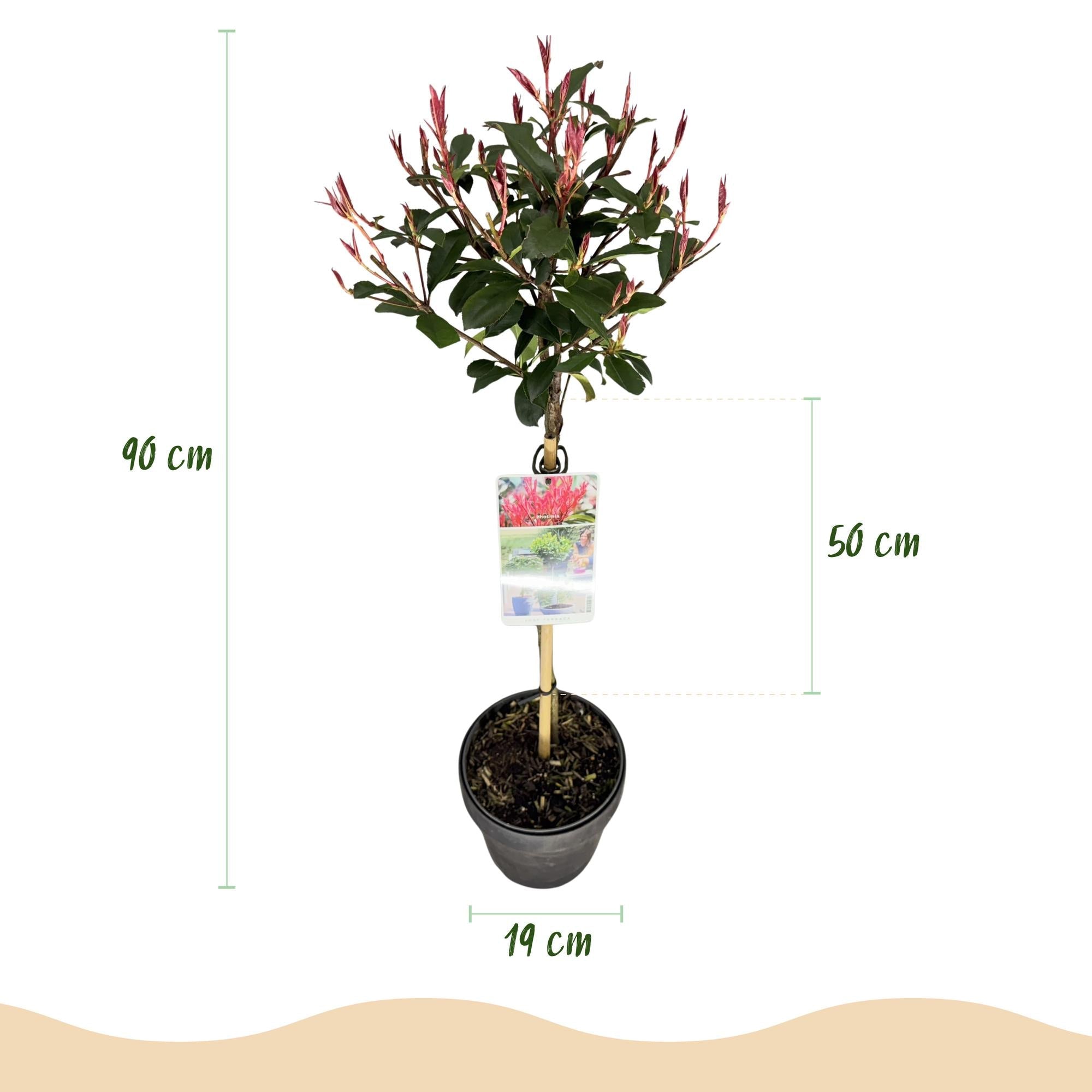 green-guardia-photinia-carr-rouge-stamm-19cm-ca-90cm image 2