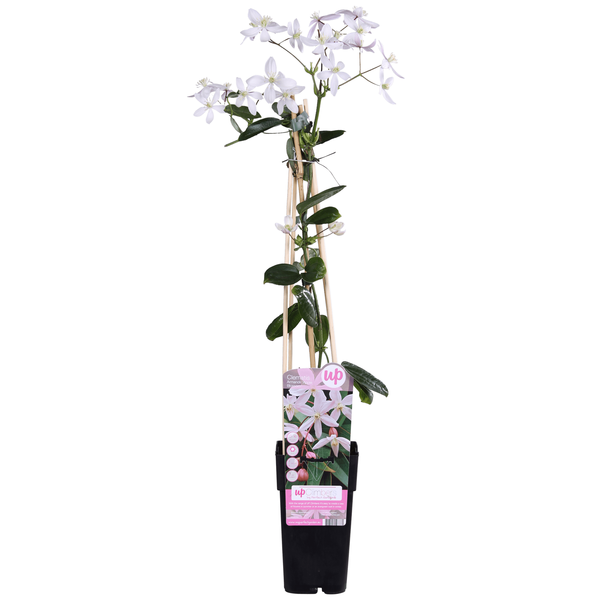 green-guardia-apple-blossom-clematis-kletterpflanze-15cm-topf image 1