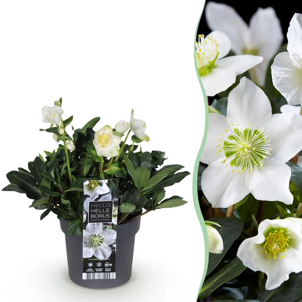 green-guardia-unsere-pflanzen-christmas-carol-christrose-14-cm-wei image 1