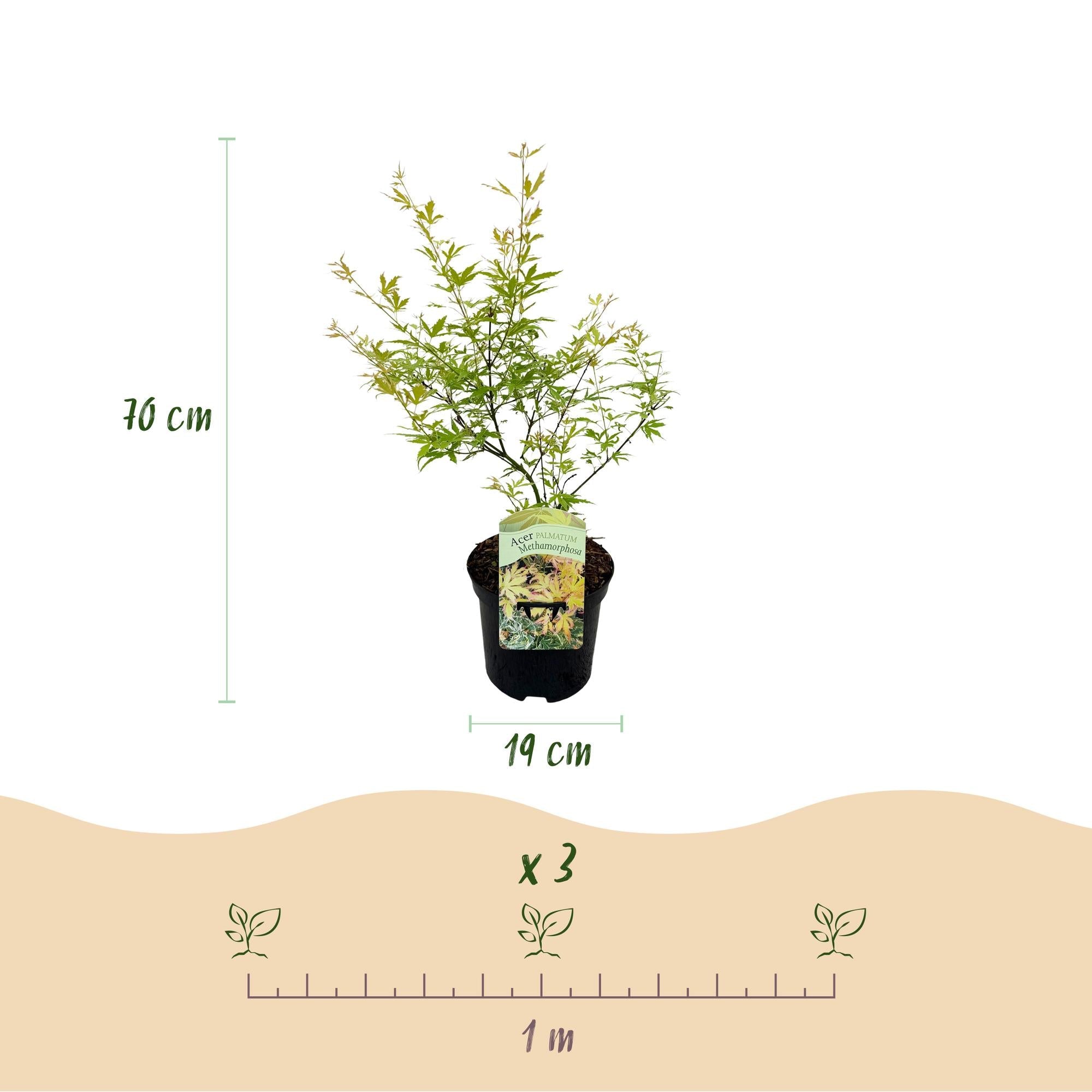 green-guardia-unsere-pflanzen-acer-palmatum-metamorphosa-70-cm-ahorn image 2