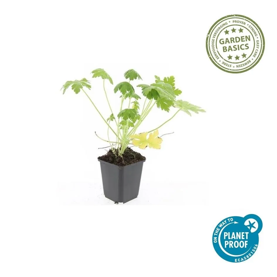 green-guardia-unsere-pflanzen-storchschnabel-spessart-bodendecker-9cm-6x image 1