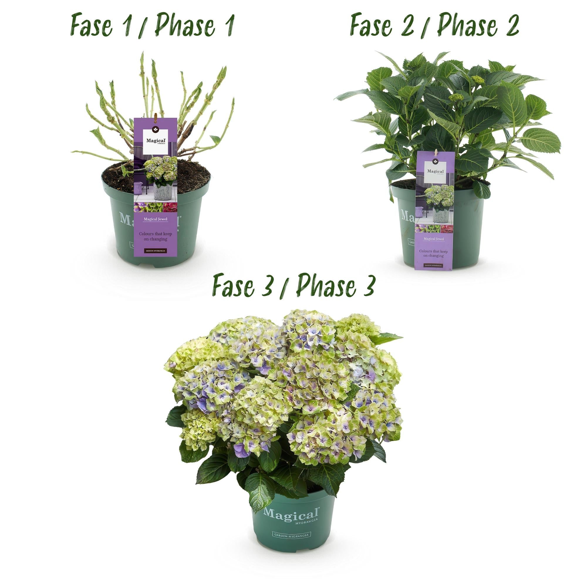 green-guardia-unsere-pflanzen-magical-jewel-blue-hortensie-23cm-topf image 4