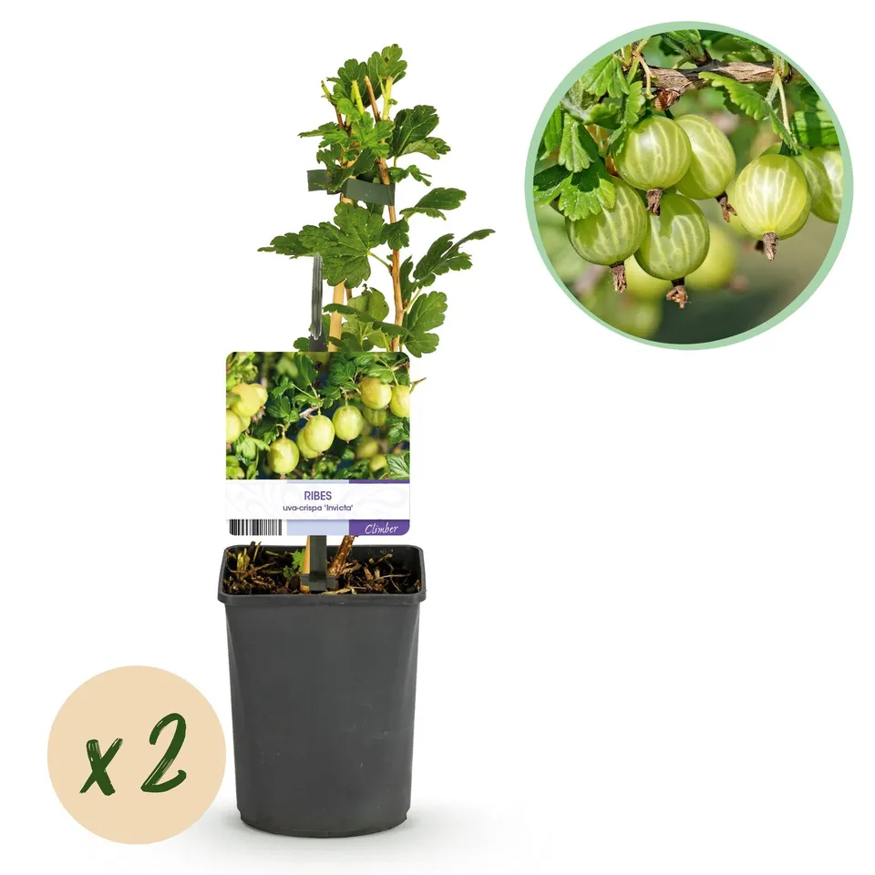 green-guardia-stachelbeere-invicta-obstpflanze-2-pfl-11cm-topf image 1