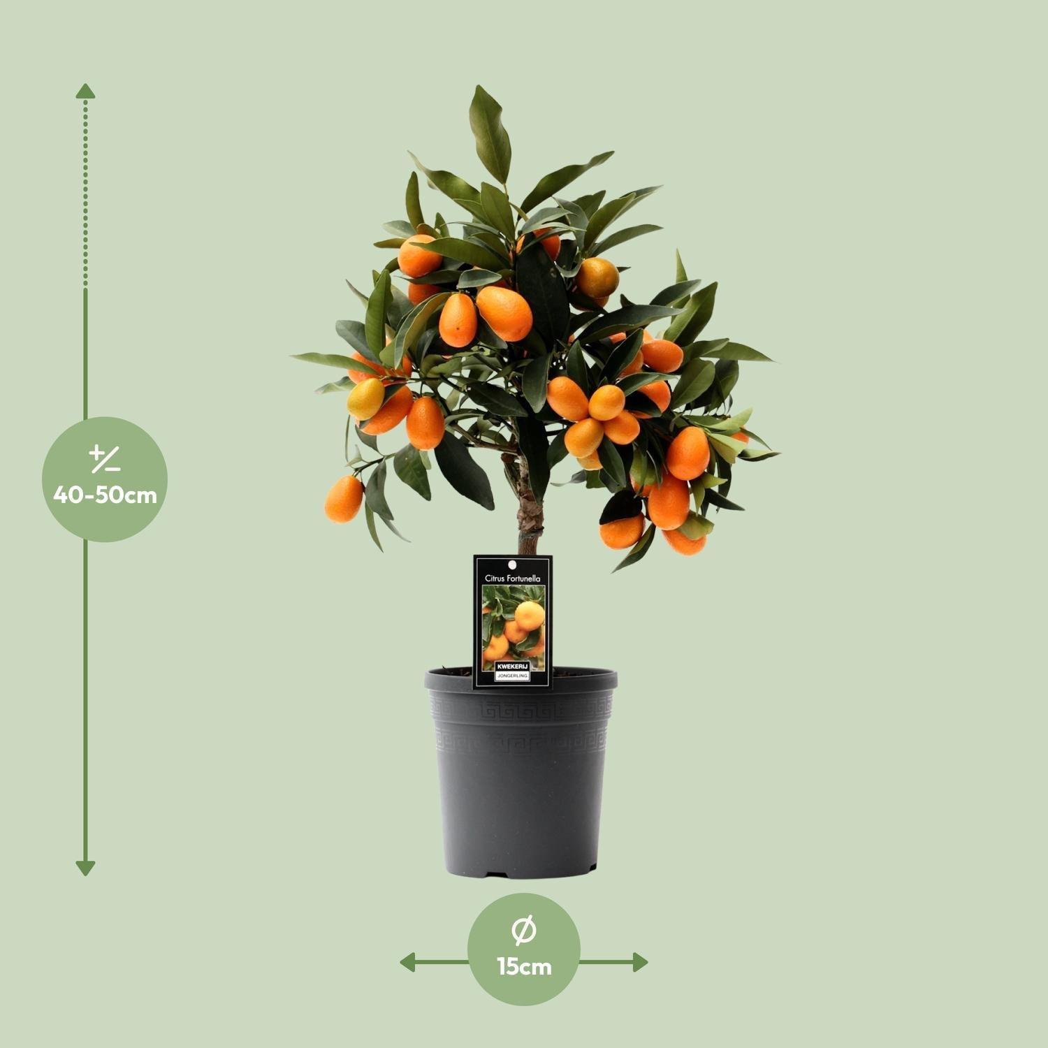 green-guardia-citrus-kumquat-zitruspflanze-16cm-topf-45cm image 2