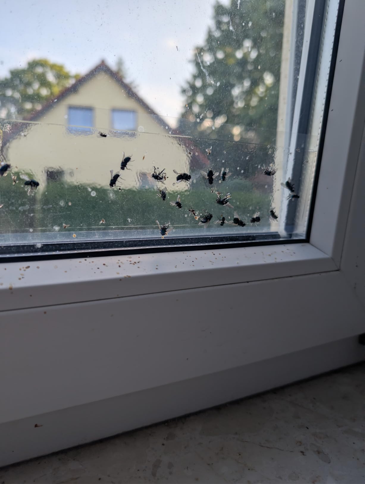 Kaum sichtbar an der Scheibe