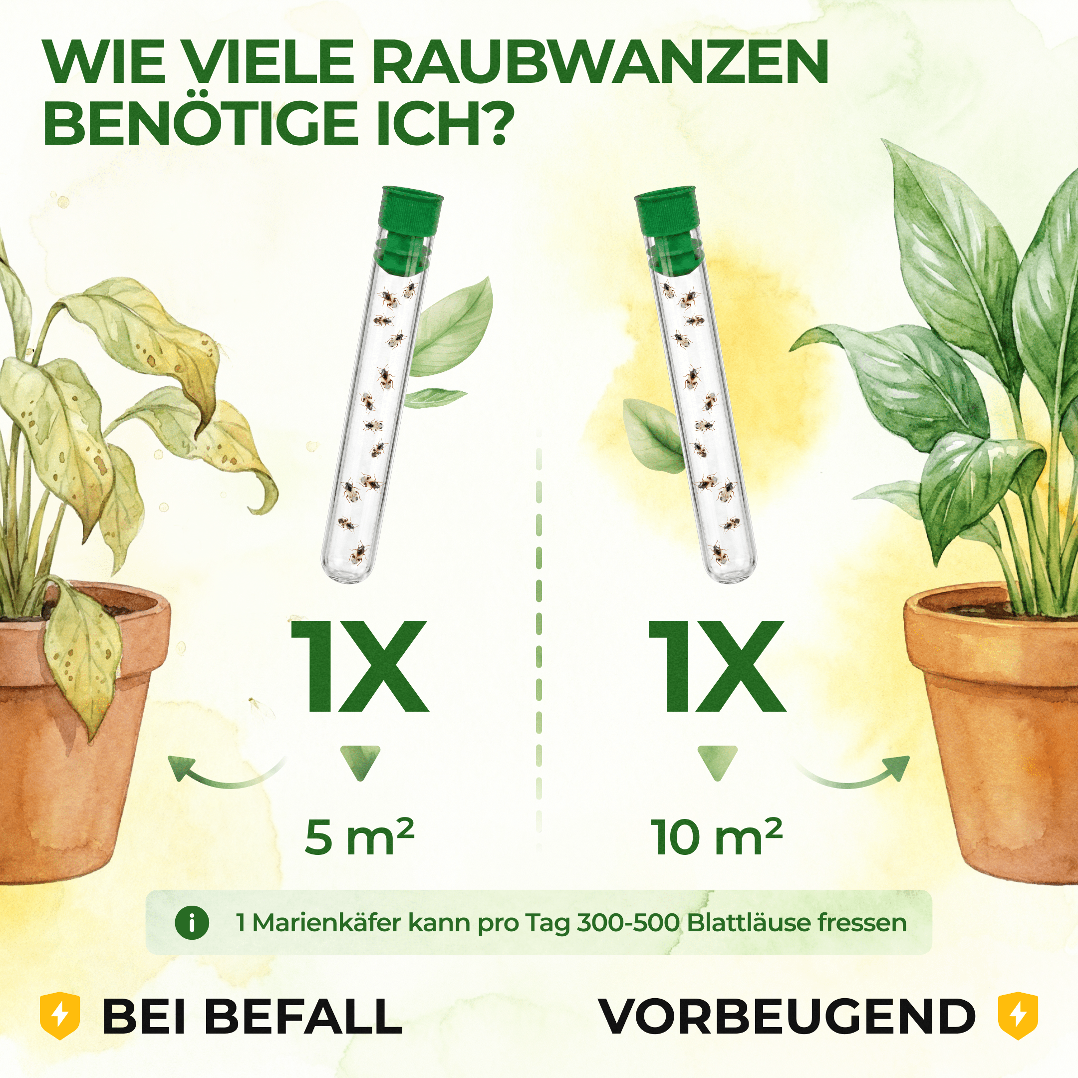 green-guardia-orius-raubwanzen-gegen-thripse-30-n-tzlinge image 3