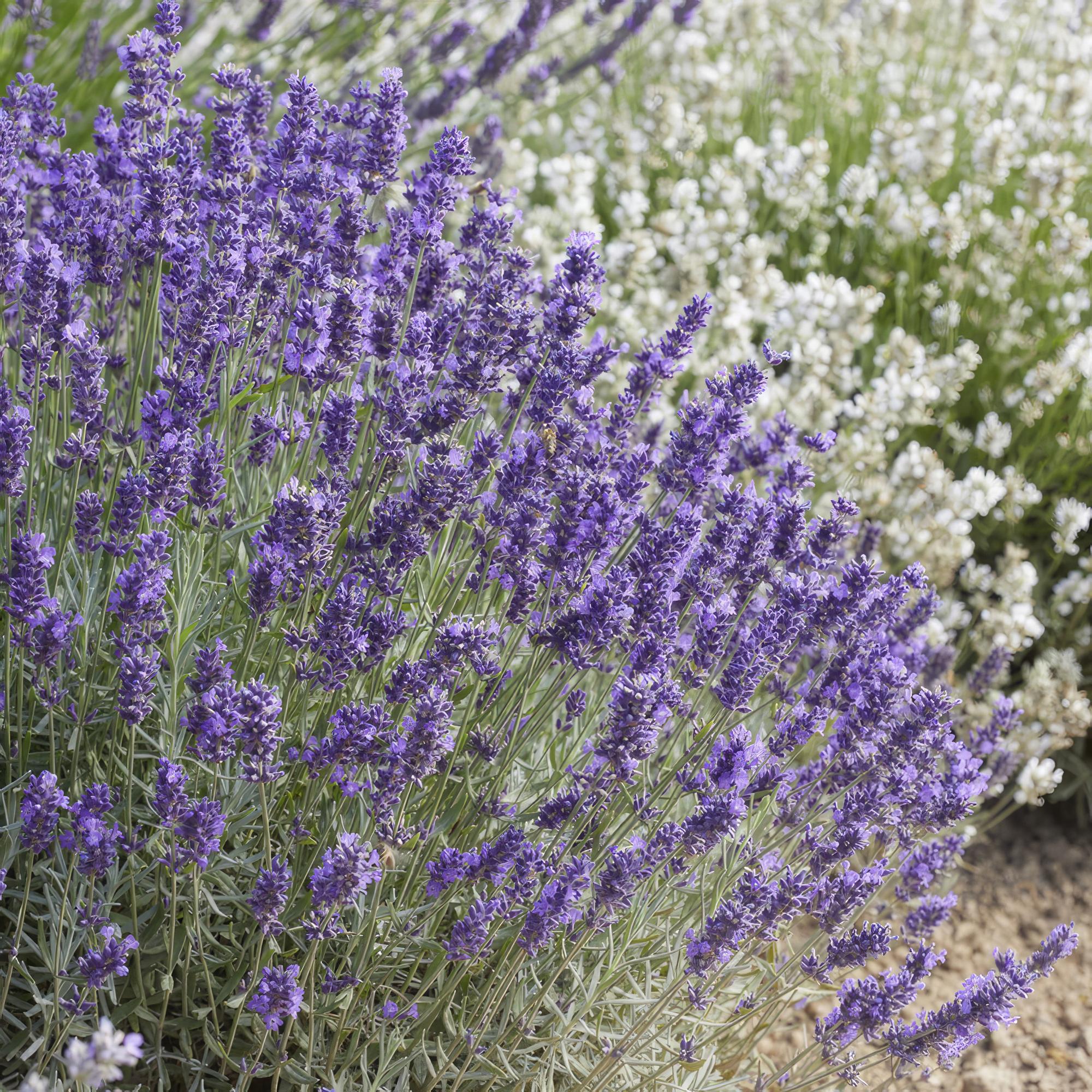 green-guardia-unsere-pflanzen-lavandula-hidcote-lavendel-6x-violett image 6