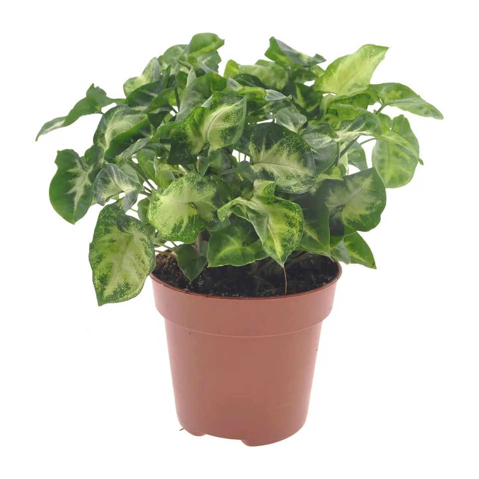 green-guardia-unsere-pflanzen-syngonium-pixie-20-30cm-purpurtute image 1
