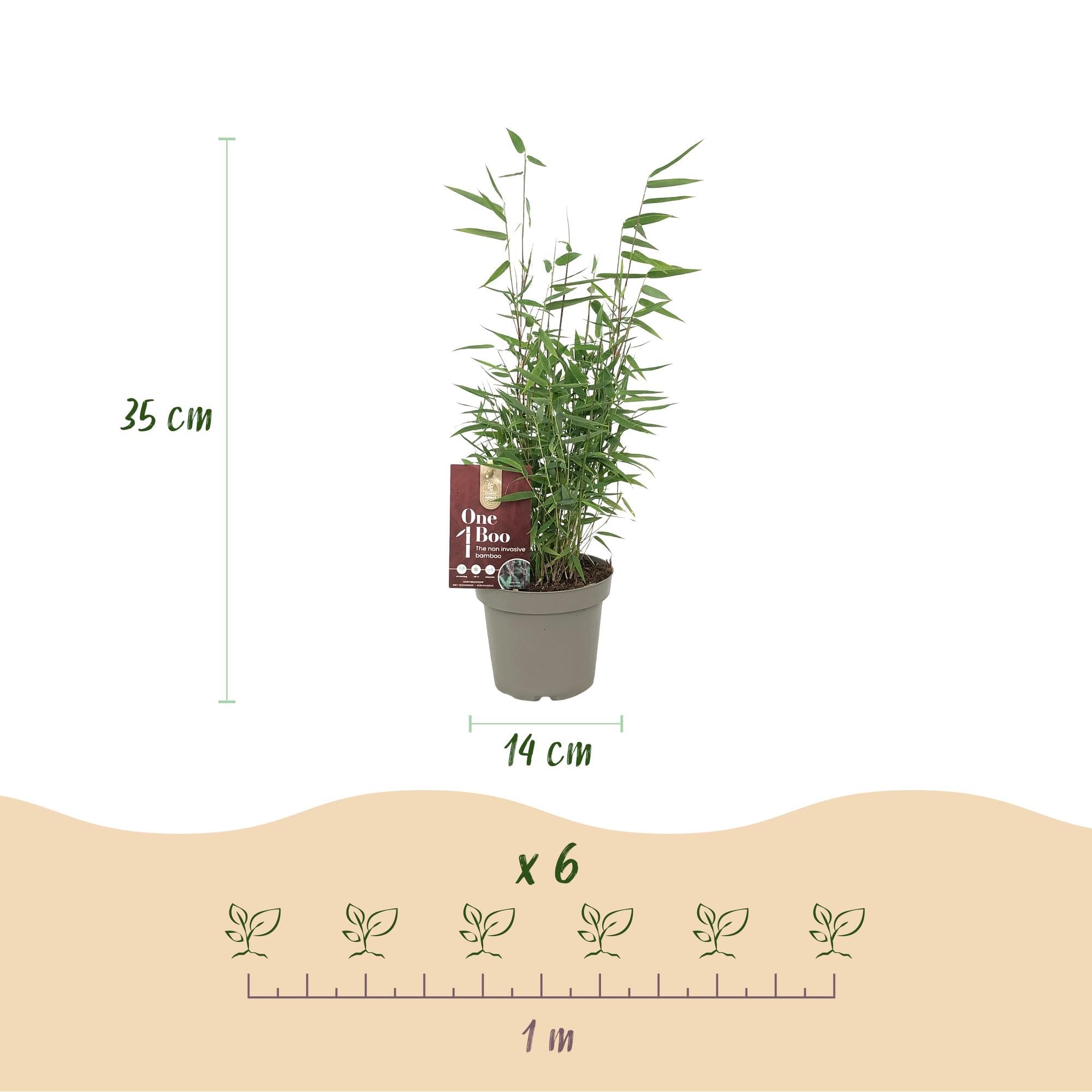 green-guardia-fargesia-red-dragon-bambus-35cm-rote-halme image 2