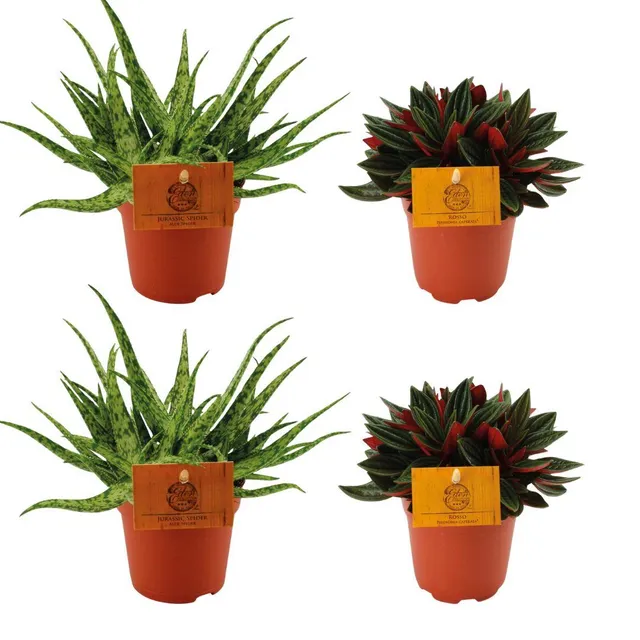 green-guardia-aloe-spider-peperomia-rosso-zimmerpflanzen-4er-set image 1