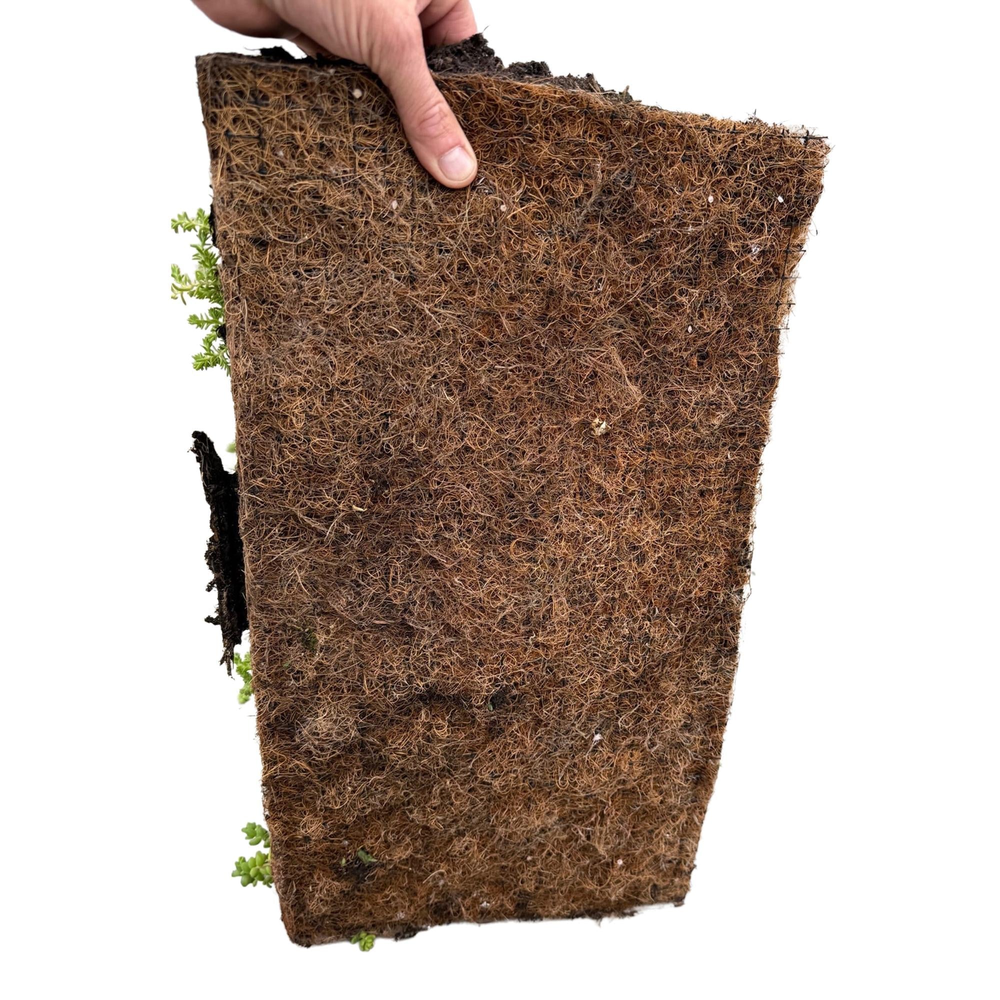 green-guardia-unsere-pflanzen-sedummatte-bodendecker-50x30-cm-10-sorten image 4