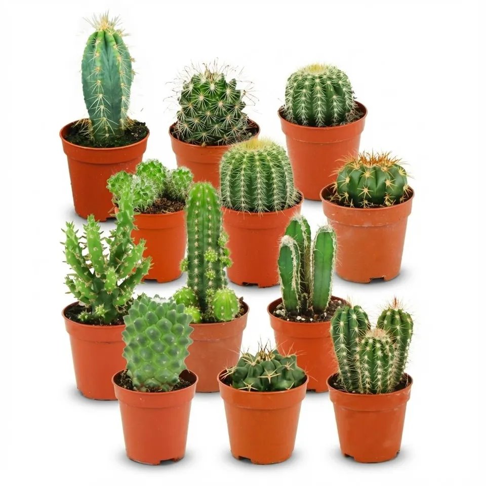 green-guardia-unsere-pflanzen-mini-kakteen-set-6-pflanzen-5-5-cm-topf image 1