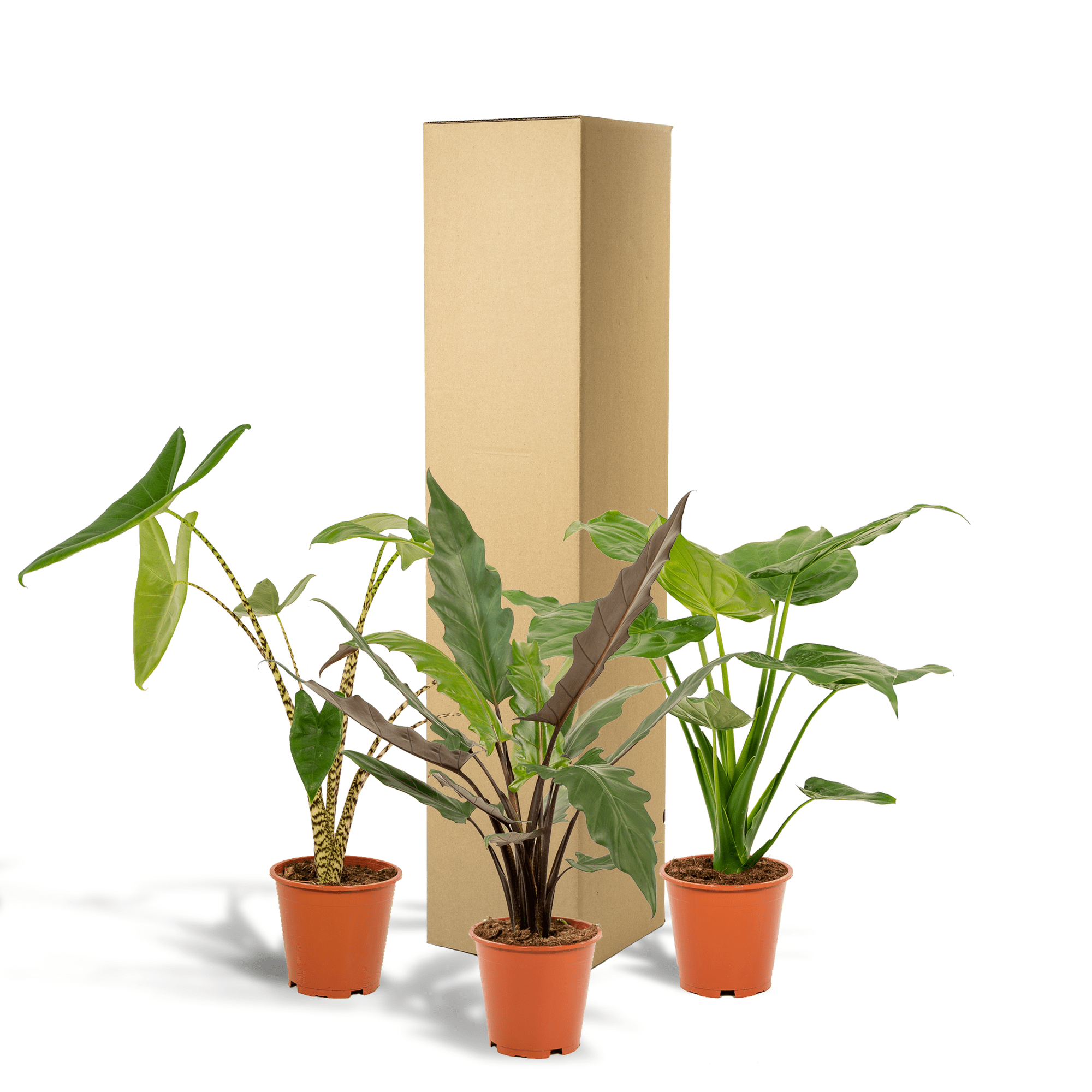 green-guardia-alocasia-zebrina-zimmerpflanze-19cm-3er-set image 5
