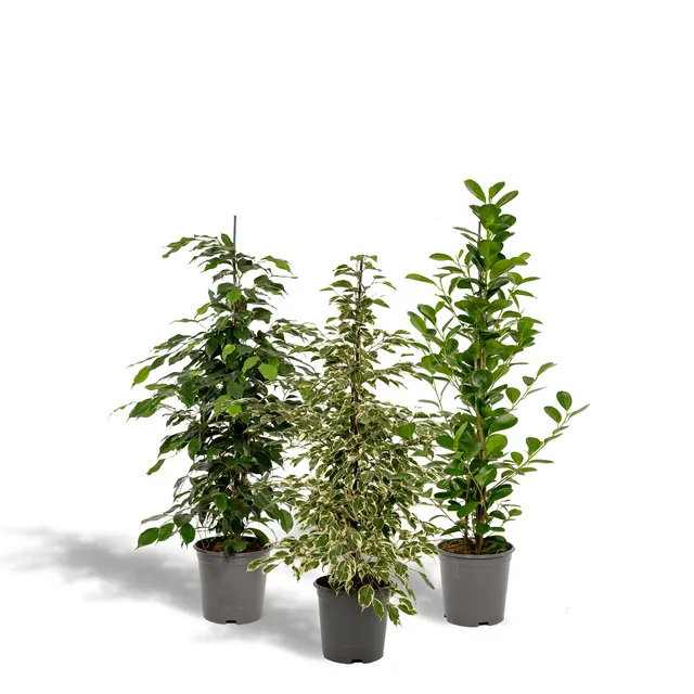 green-guardia-ficus-zimmerpflanzen-set-3x-21cm-95cm image 1