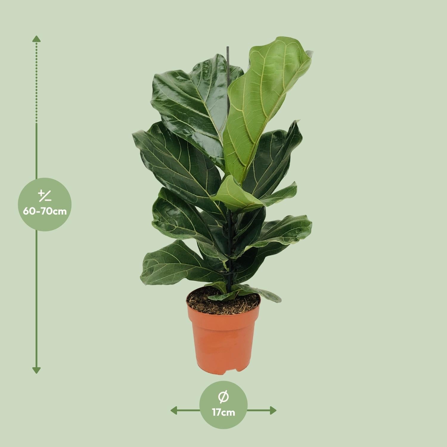 green-guardia-ficus-lyrata-geigenfeige-12cm-30cm image 6