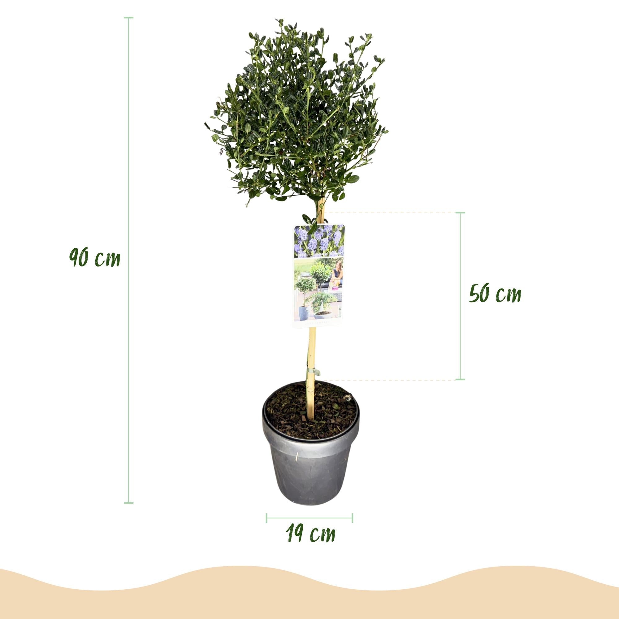 green-guardia-victoria-ceanothus-stamm-19-cm-topf-90-cm-blau image 2