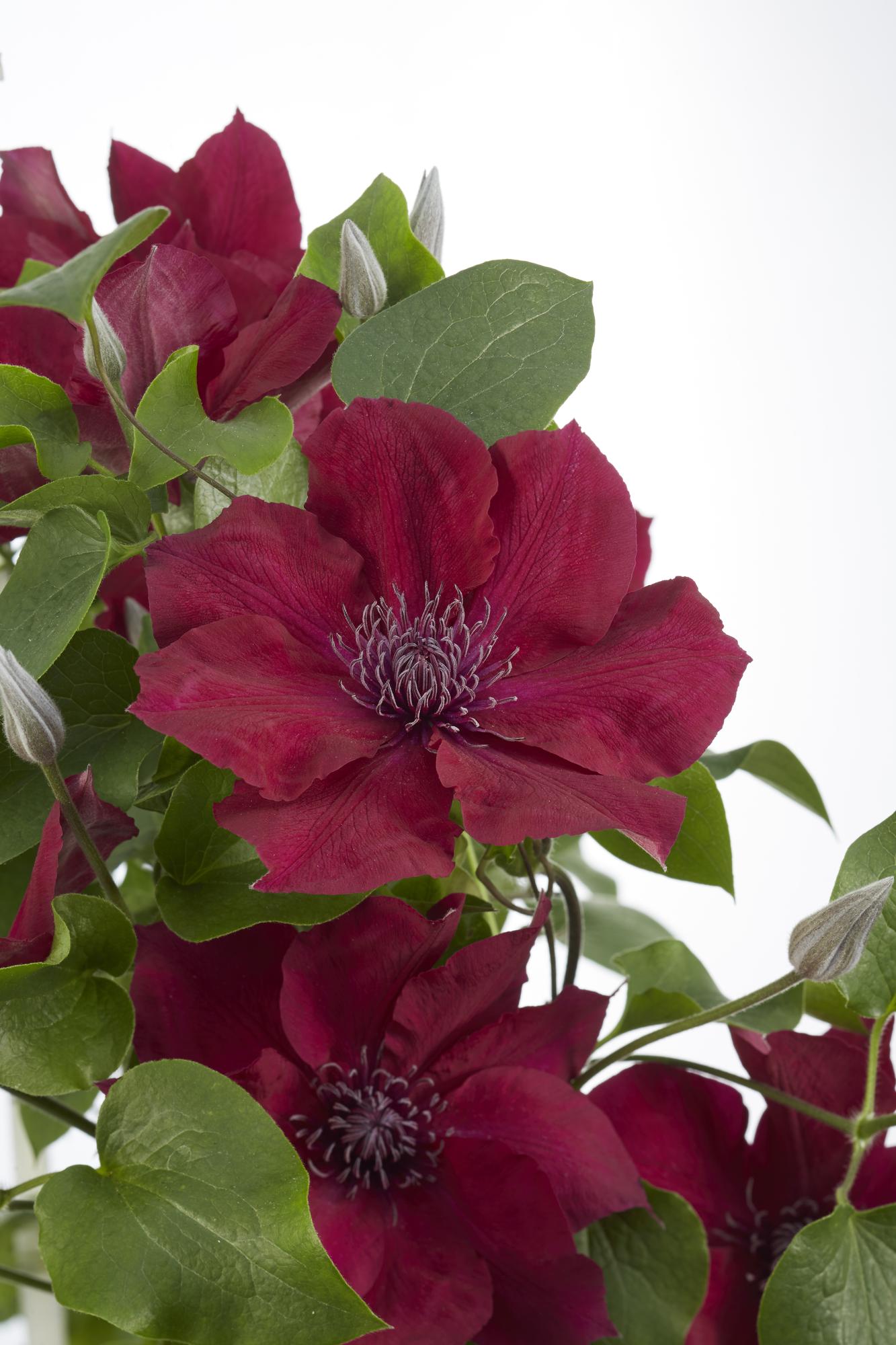 green-guardia-clematis-nubia-kletterpflanze-rot-15-cm-topf image 3