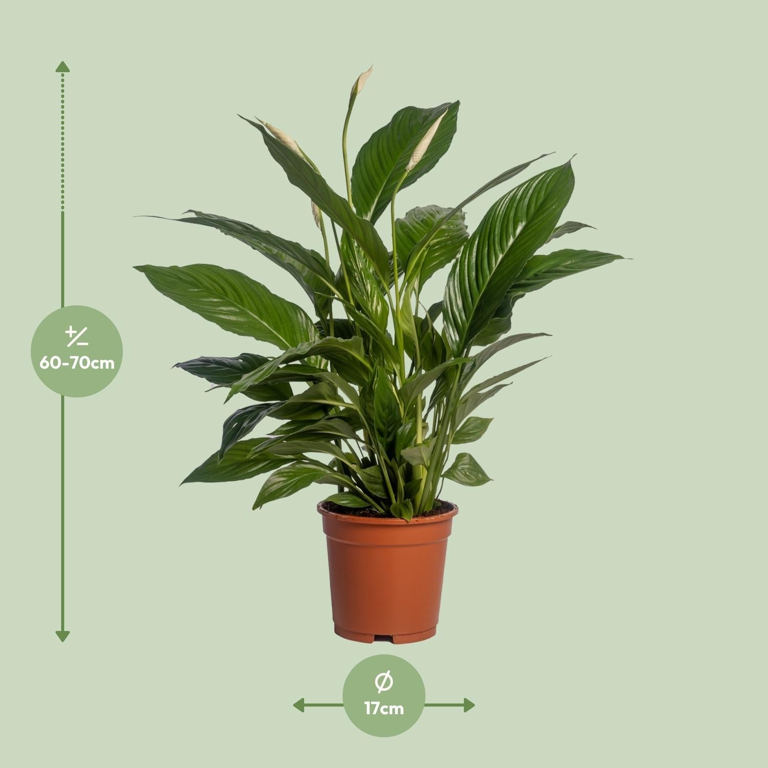green-guardia-spathiphyllum-vivaldi-friedenslilie-70cm image 4