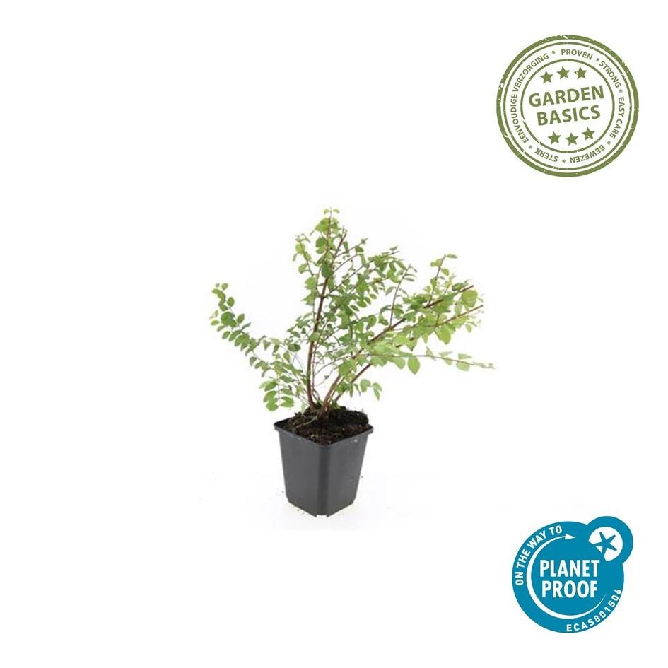 green-guardia-hancock-symphoricarpos-bodendecker-9cm-topf image 1