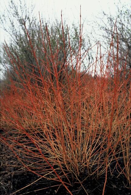green-guardia-unsere-pflanzen-hartriegel-midwinter-fire-zierstrauch-9cm image 4