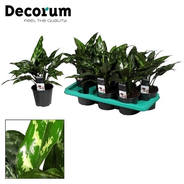 green-guardia-aglaonema-white-joy-kolbenfaden-35-cm-12-cm-topf image 1