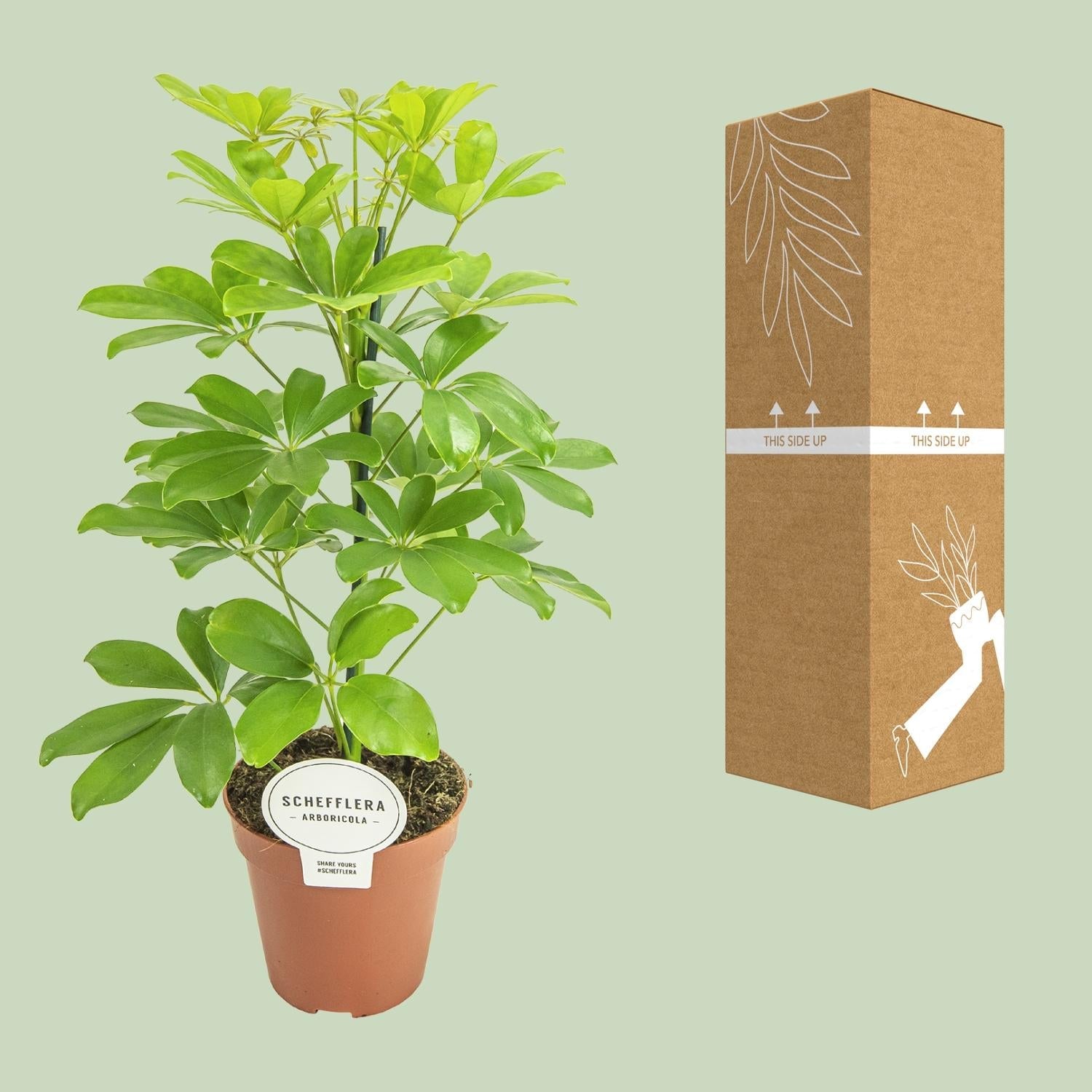 green-guardia-unsere-pflanzen-schefflera-nora-schirmbaum-35-cm image 3