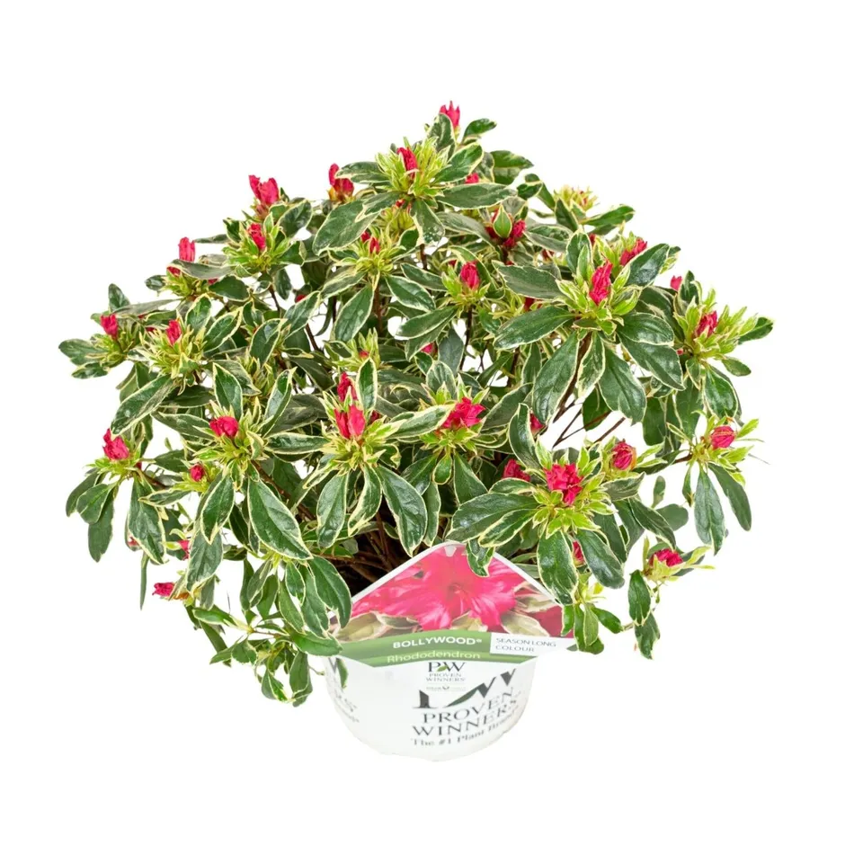 green-guardia-bollywood-rhododendron-19-cm-topf-30-cm-rosa image 1