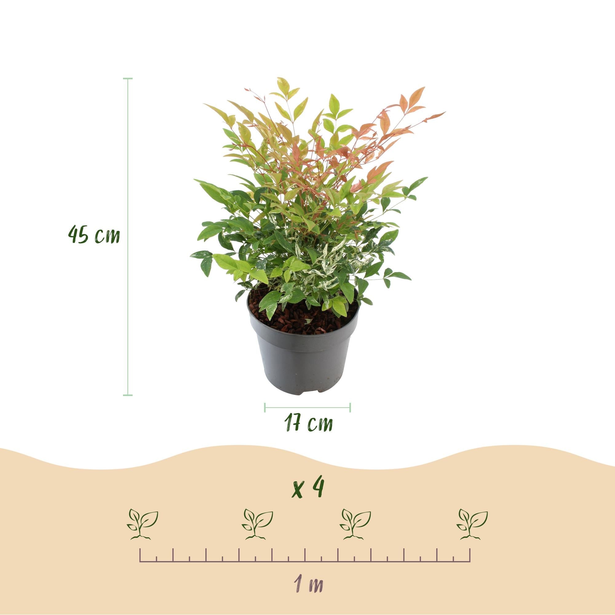 green-guardia-unsere-pflanzen-nandina-twilight-zierstrauch-17-cm-topf image 2