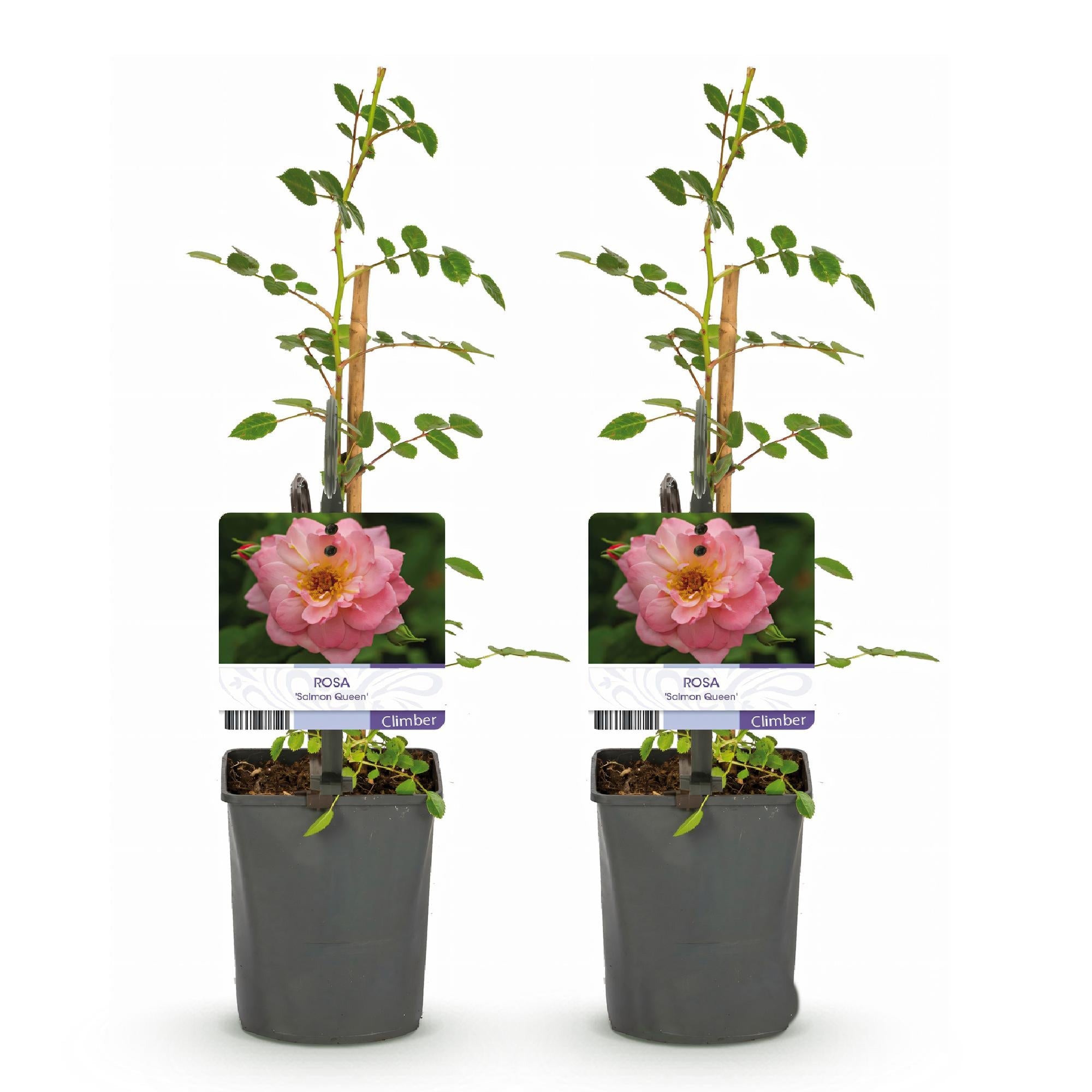 green-guardia-rosa-salmon-queen-kletterrose-2x-11cm image 2