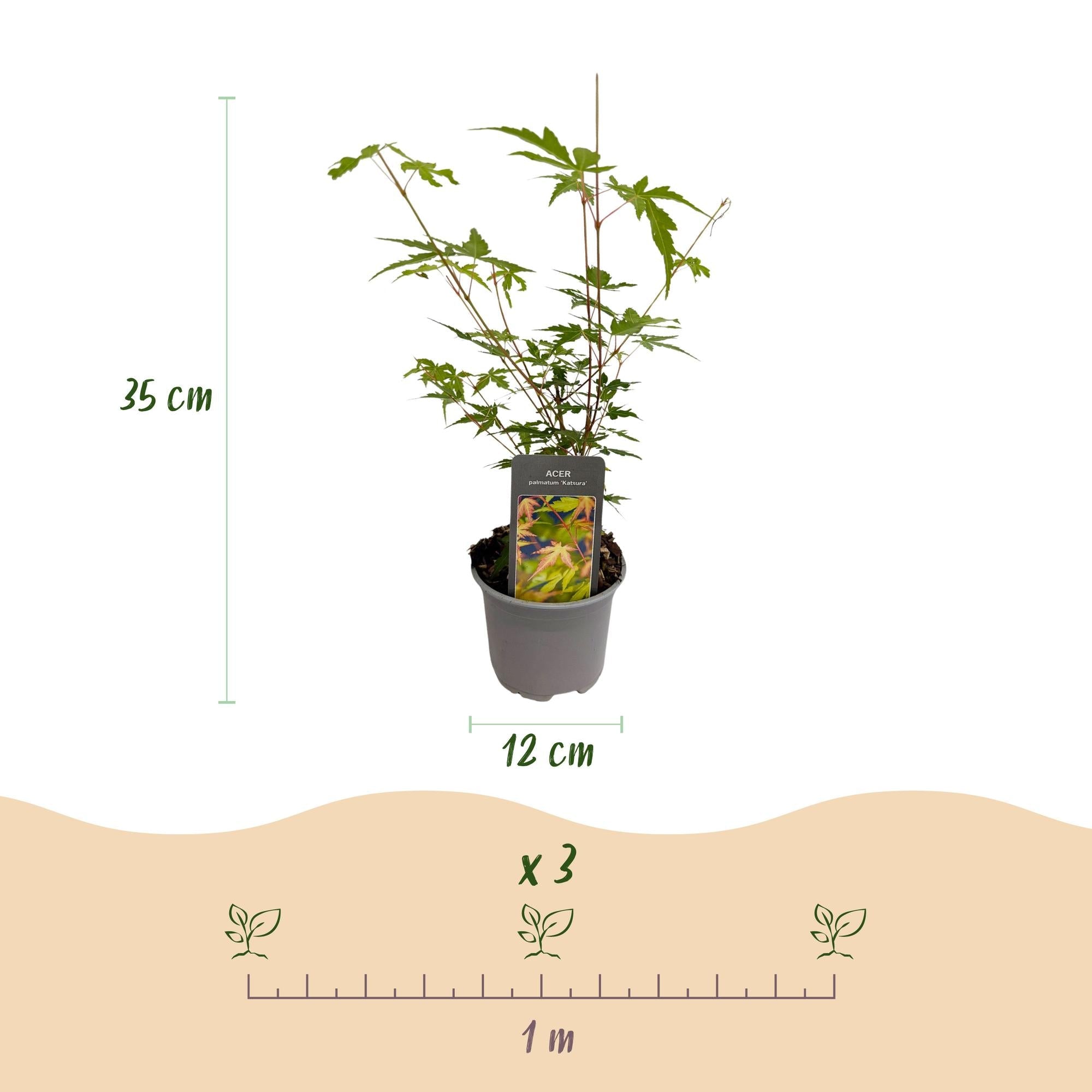green-guardia-unsere-pflanzen-acer-palmatum-sangokaku-f-cherahorn-1x-pflanze image 2