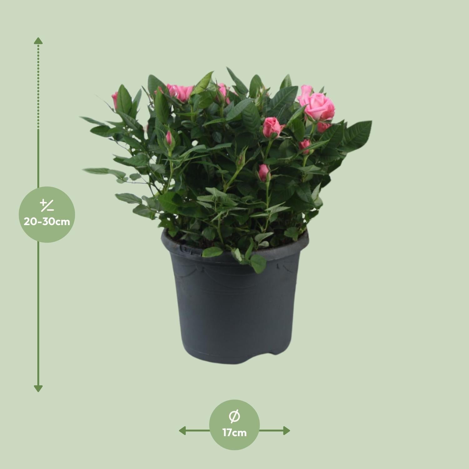 green-guardia-rosa-jewel-patio-sparkling-topfrose-17cm image 2