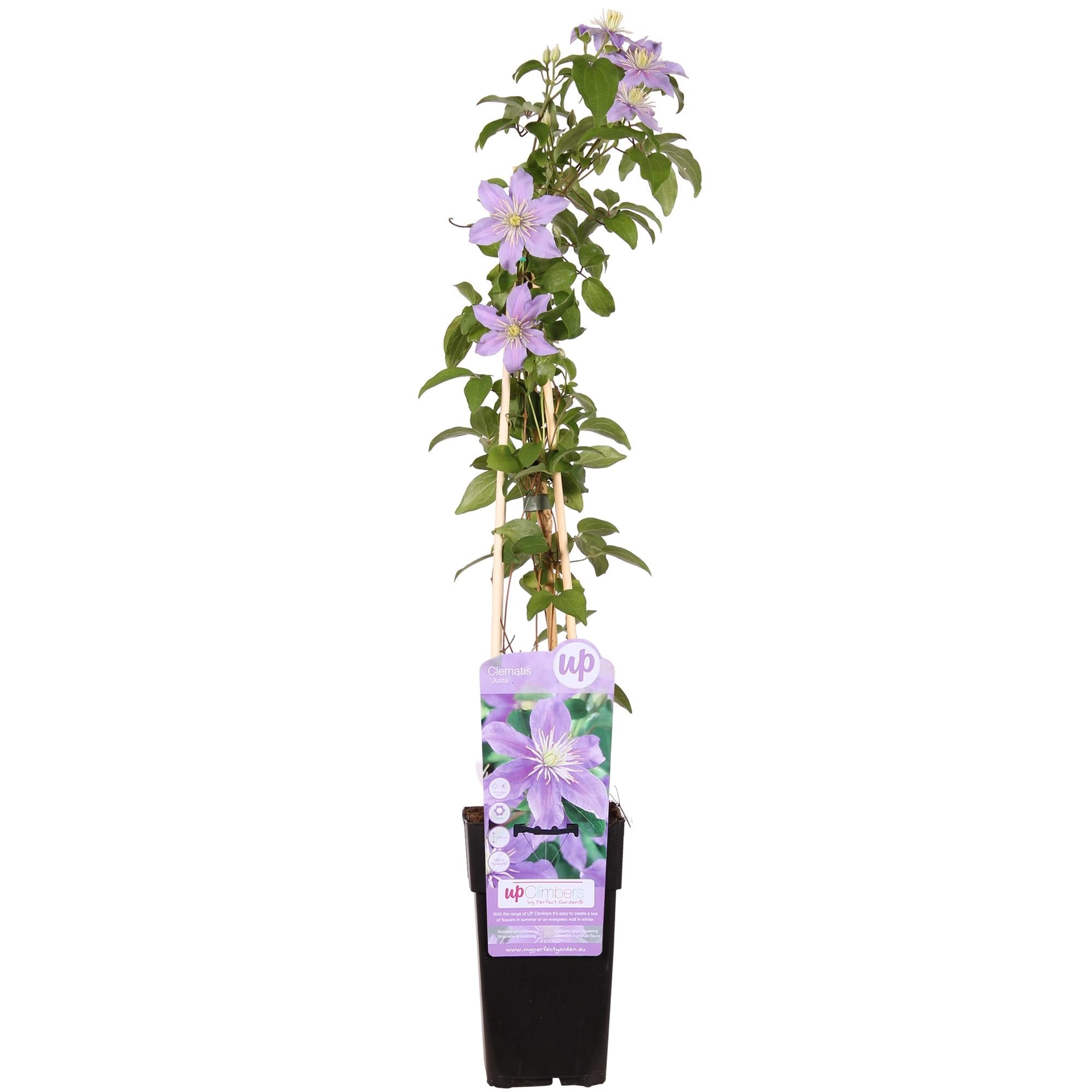 green-guardia-clematis-justa-kletterpflanze-zartviolett image 1