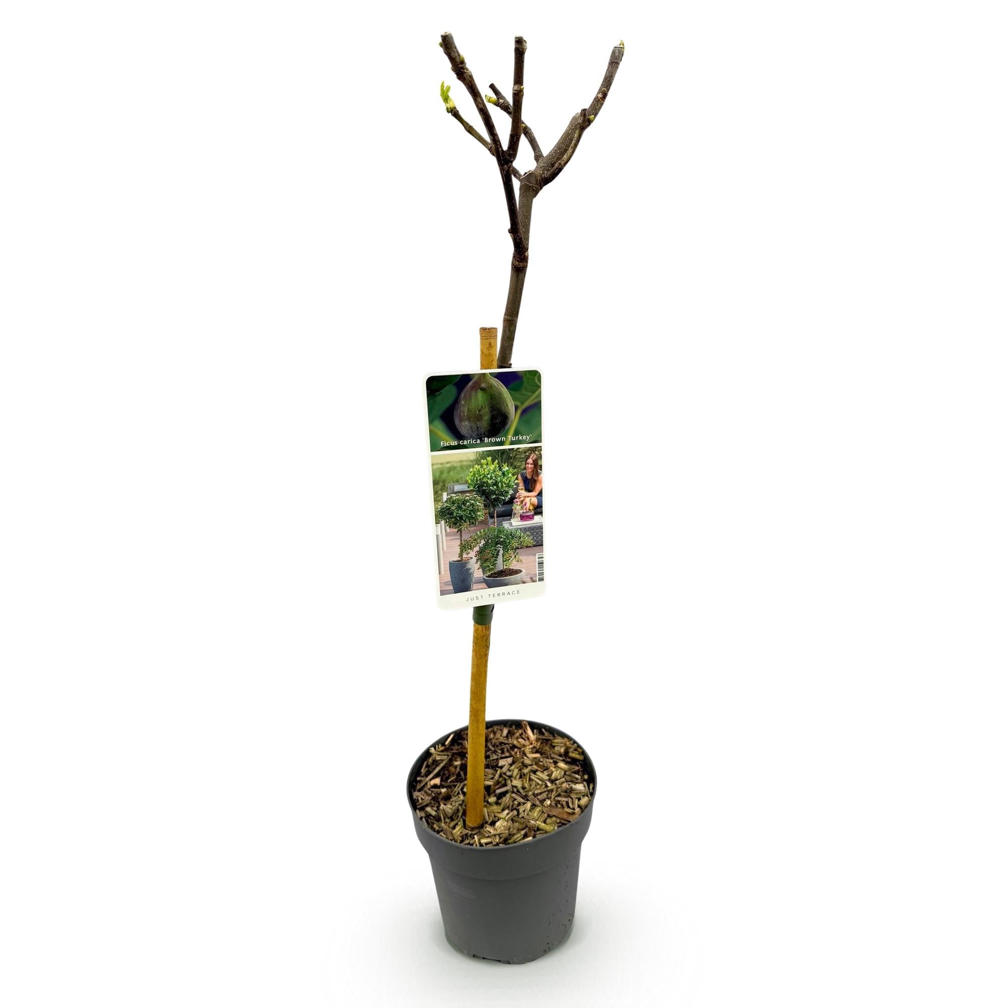 green-guardia-unsere-pflanzen-feigenbaum-brown-turkey-90cm image 2