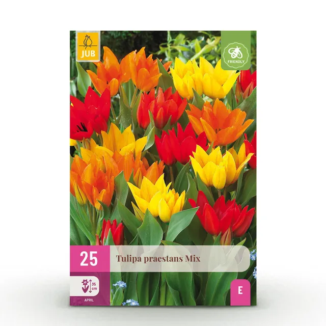 green-guardia-unsere-pflanzen-tulpe-praestans-mix-blumenzwiebeln-25-st-ck image 1