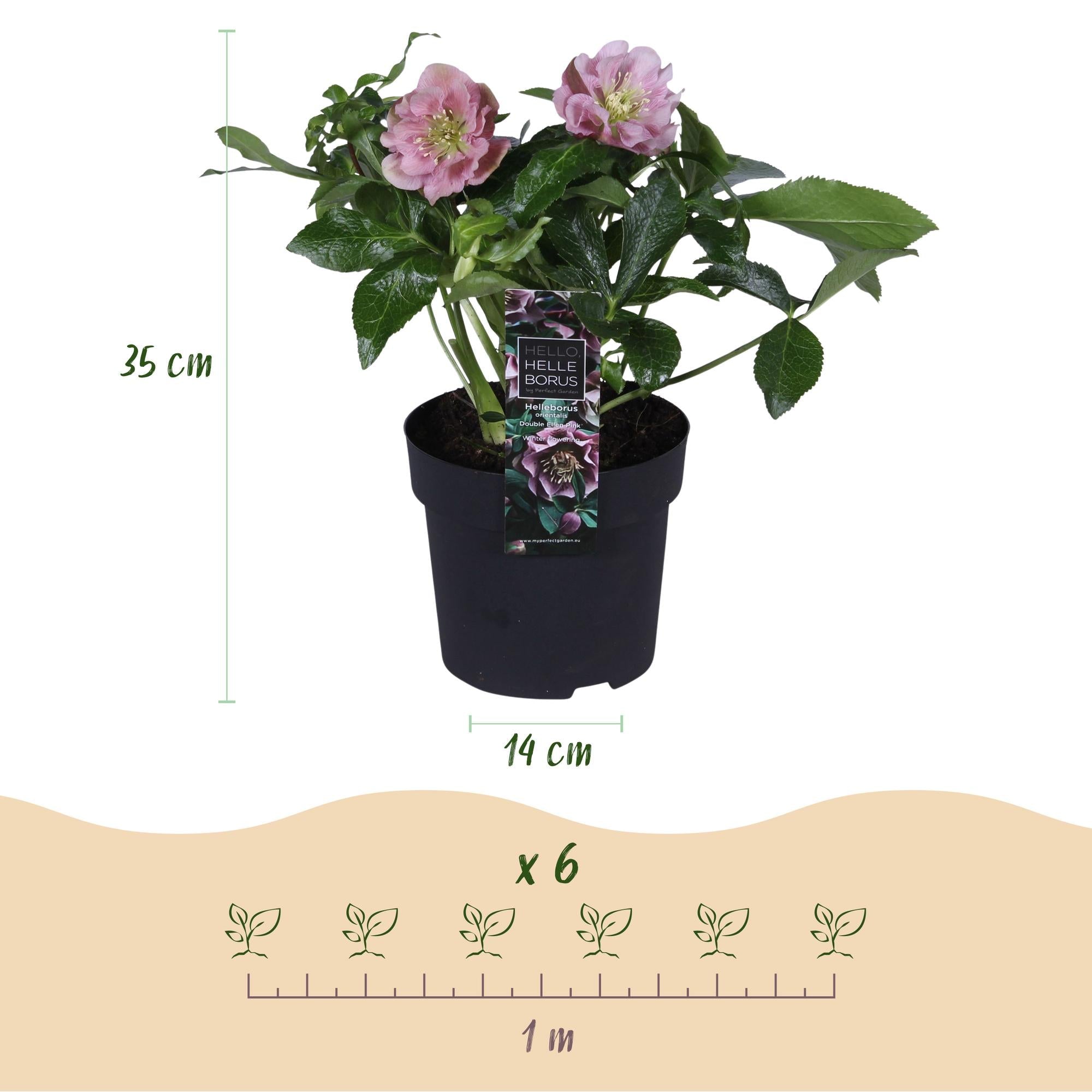 green-guardia-helleborus-double-ellen-pink-14cm-topf image 2
