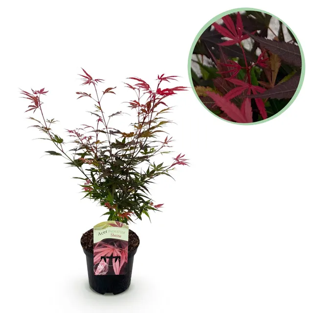 green-guardia-acer-shaina-japanischer-ahorn-19cm-topf-70cm-rot image 1