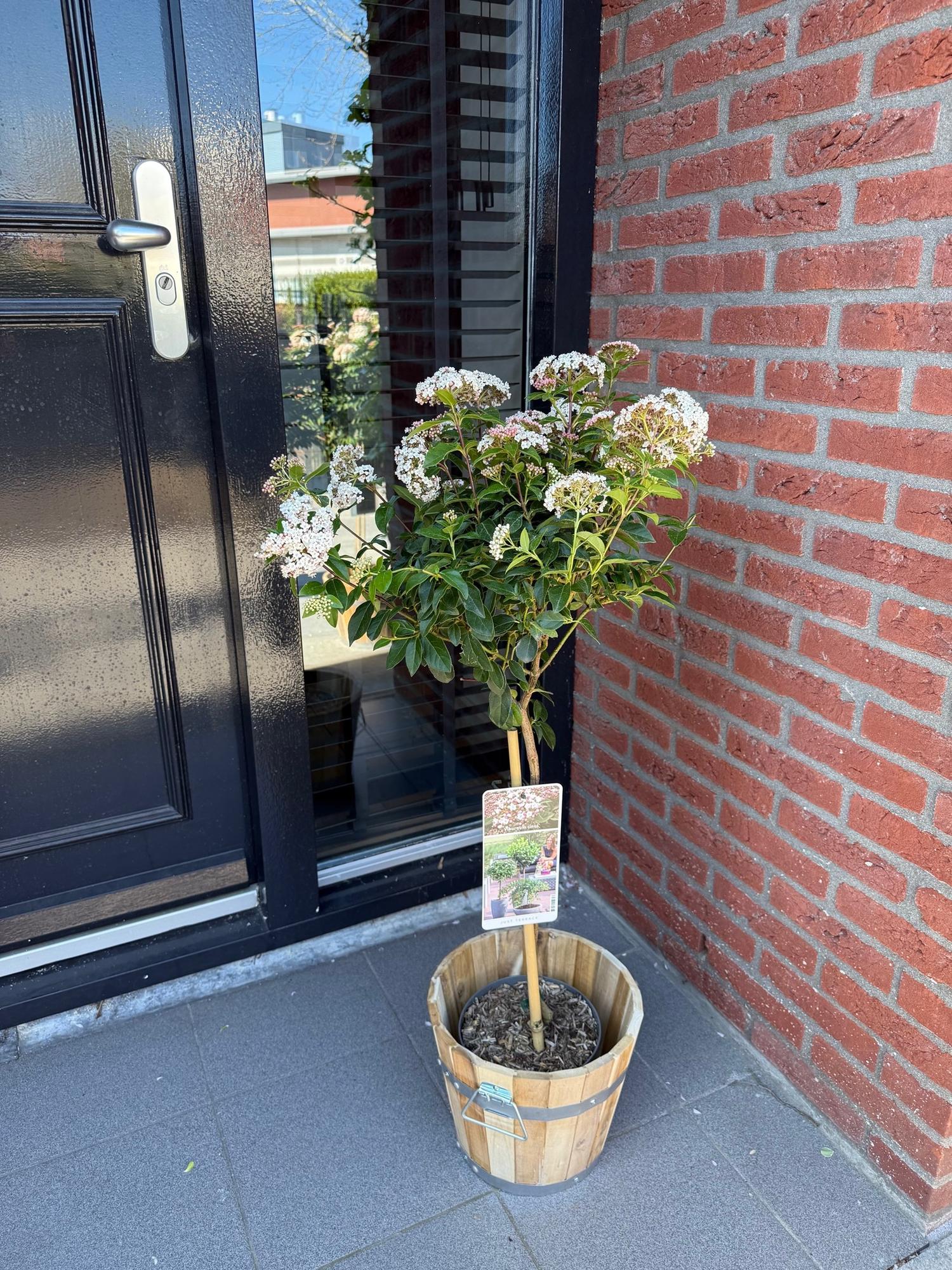 green-guardia-viburnum-tinus-stamm-19cm-wei-rosa image 5