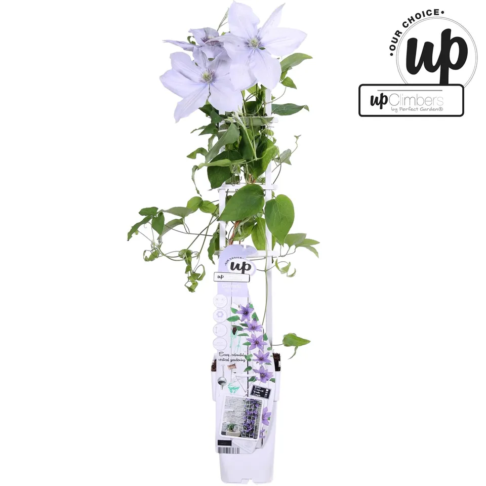 green-guardia-unsere-pflanzen-clematis-bernadine-lila-kompakt image 1