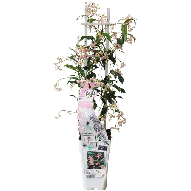 green-guardia-unsere-pflanzen-toskanischer-jasmin-star-of-ibiza-1x-rosa image 1