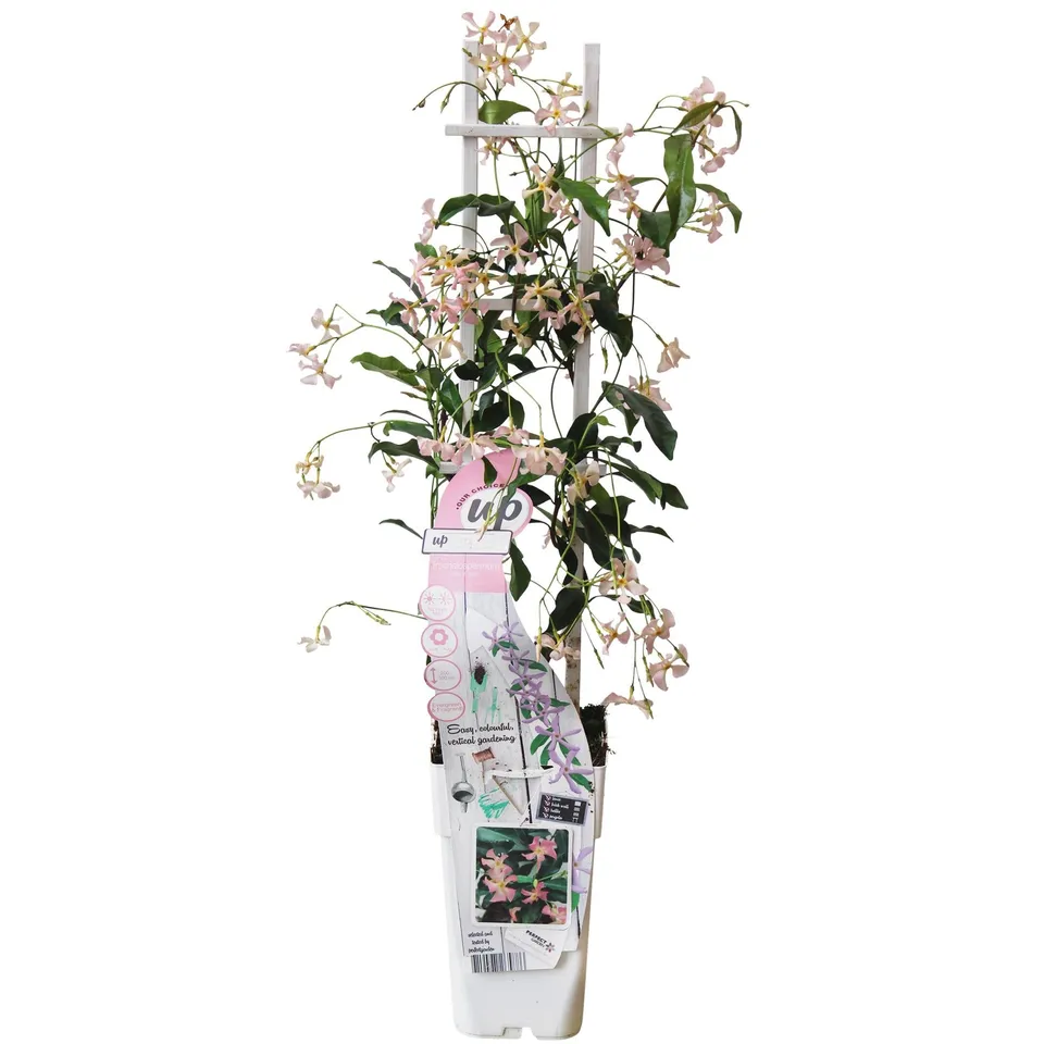 green-guardia-unsere-pflanzen-toskanischer-jasmin-star-of-ibiza-1x-rosa image 1