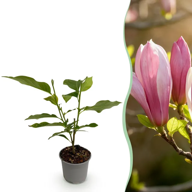 green-guardia-magnolia-ricki-bl-tenstrauch-30-cm-rosa image 1