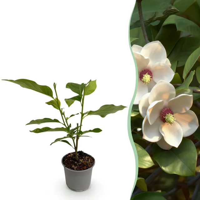 green-guardia-sieboldii-magnolie-strauch-weiss-30-cm image 1
