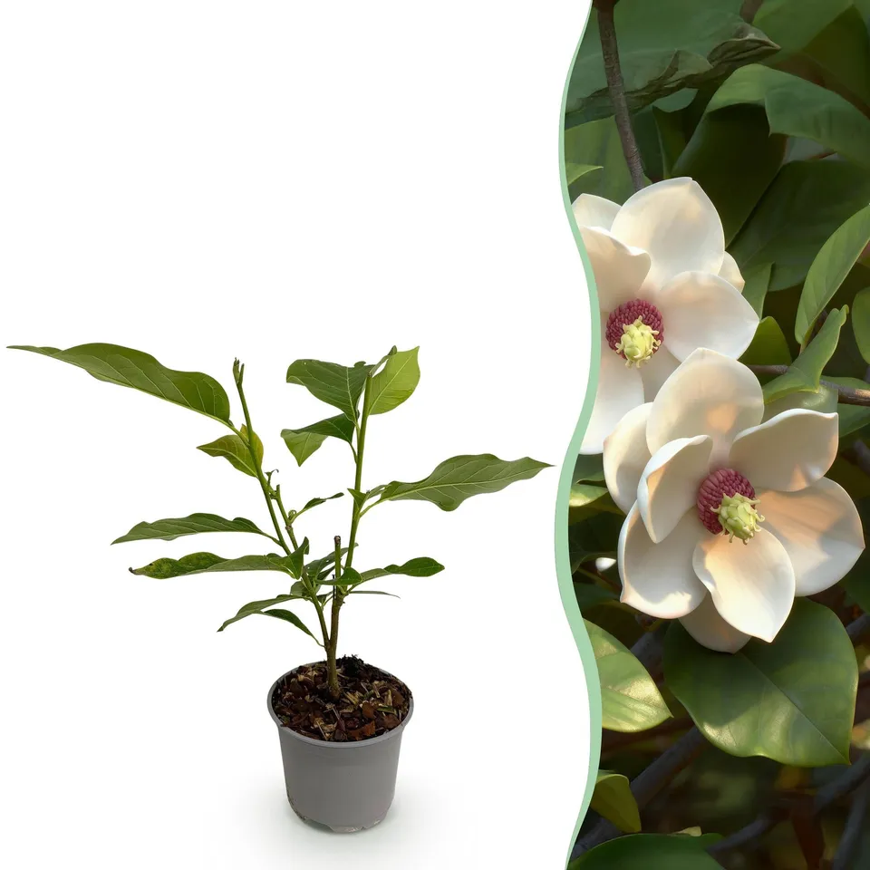 green-guardia-sieboldii-magnolie-strauch-weiss-30-cm image 1