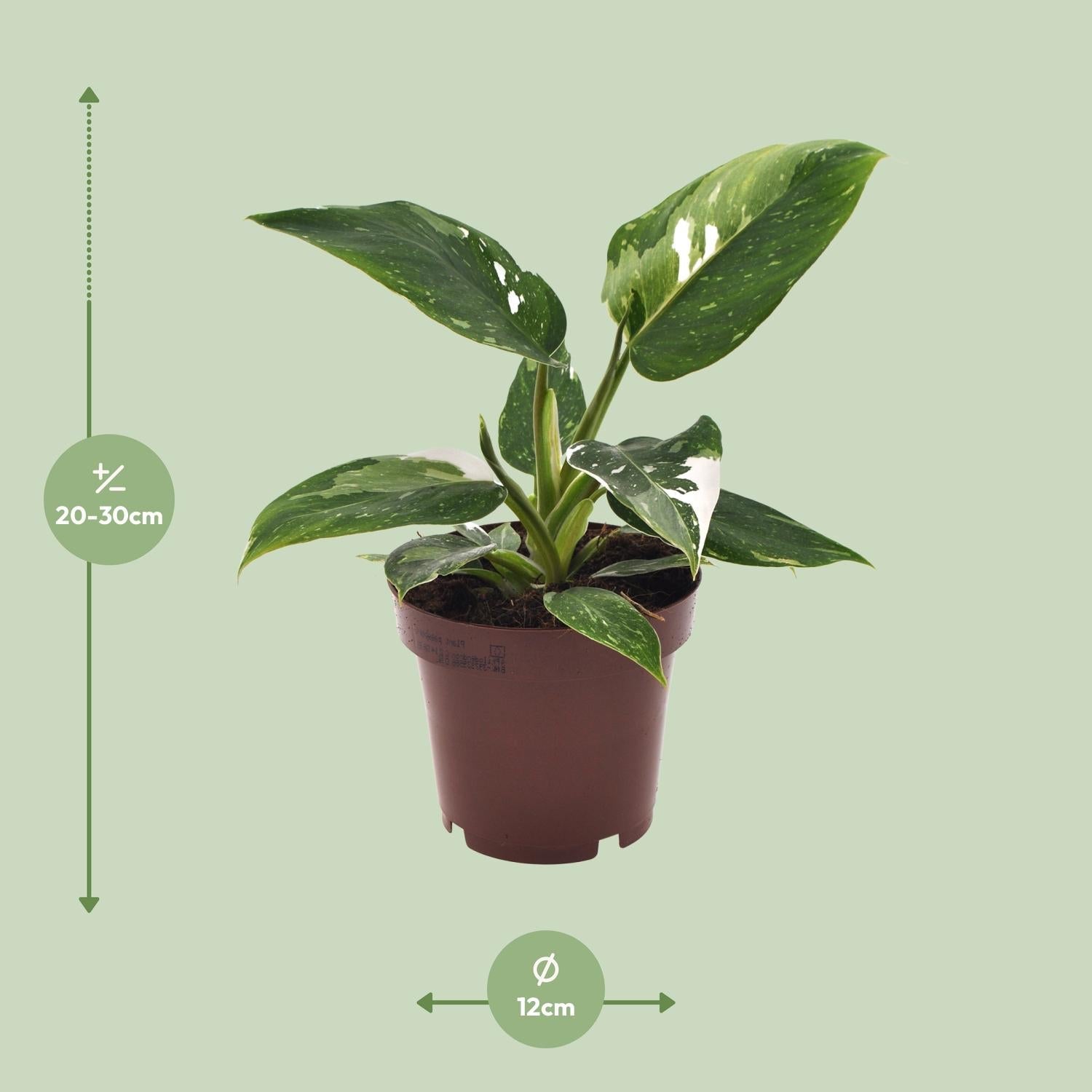 green-guardia-philodendron-white-princess-baumfreund-12cm-topf image 2