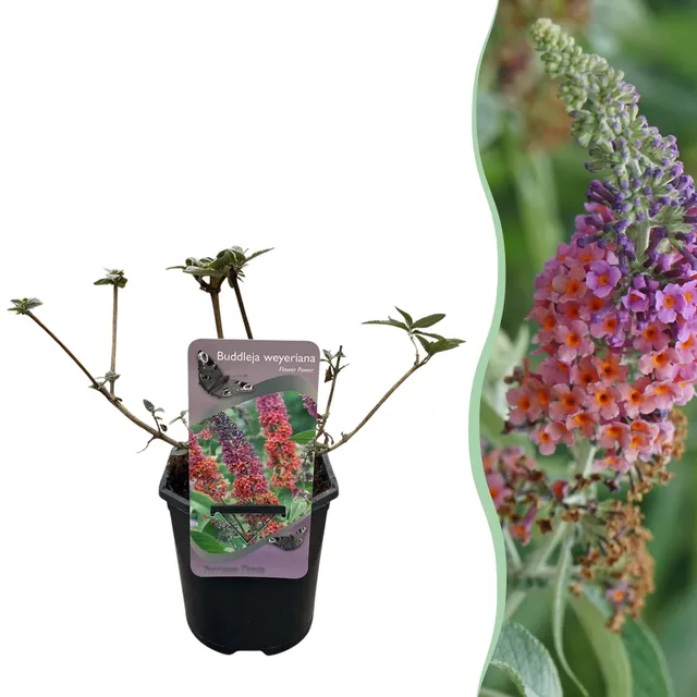green-guardia-buddleja-flower-power-schmetterlingsstrauch-17cm image 1
