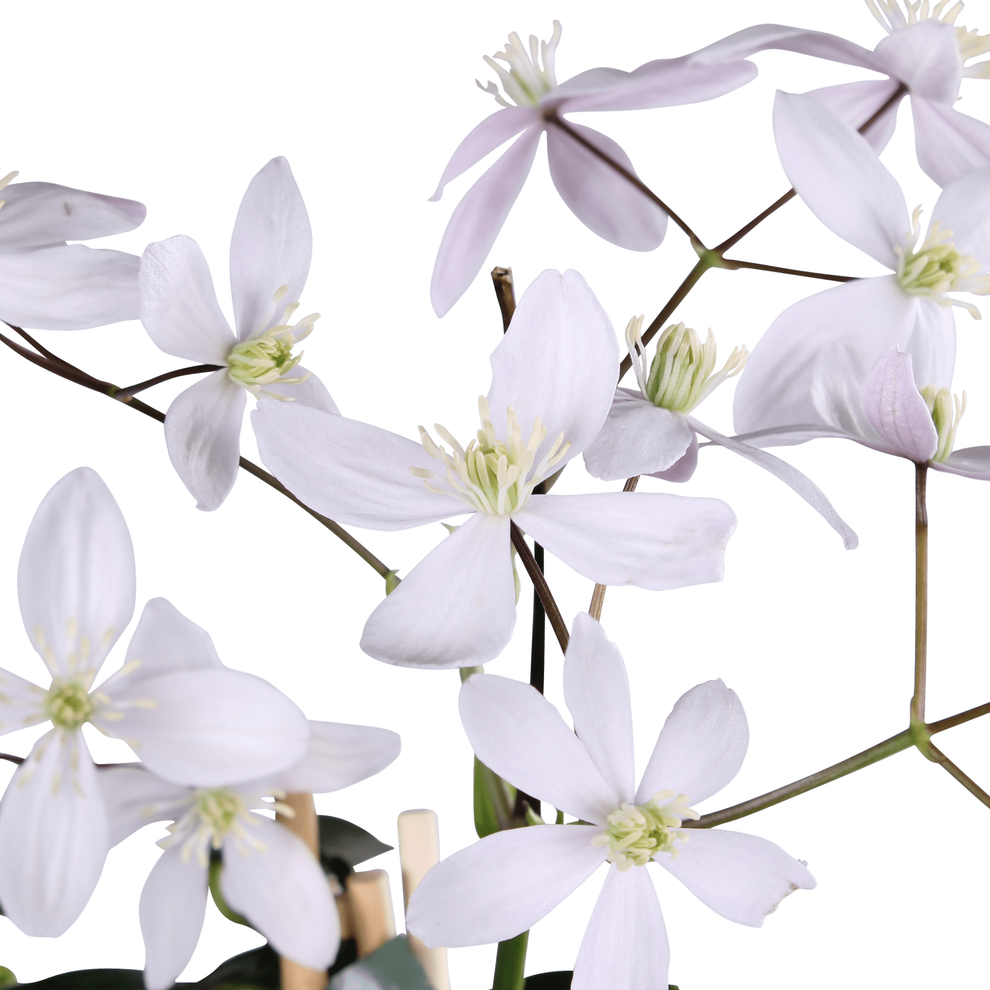 green-guardia-apple-blossom-clematis-kletterpflanze-15cm-topf image 2