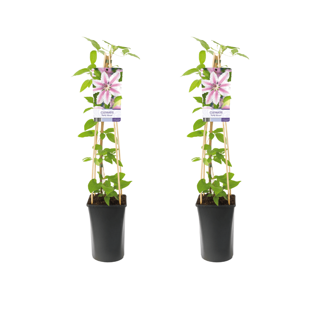 green-guardia-nelly-moser-clematis-kletterpflanze-1-pflanze-hellrosa image 3