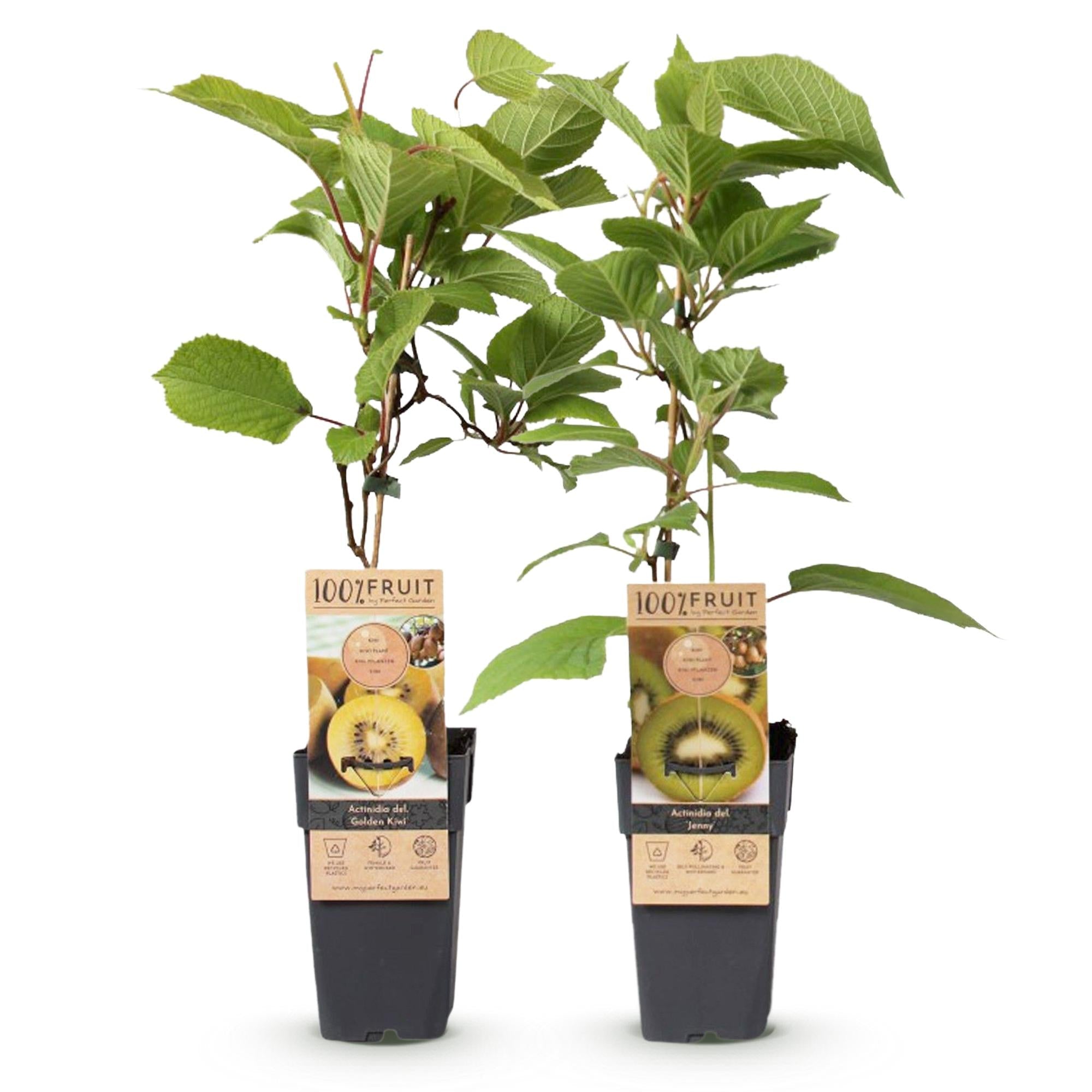 green-guardia-kiwi-jenny-gold-2er-set-15-cm-topf-obstpflanze image 2