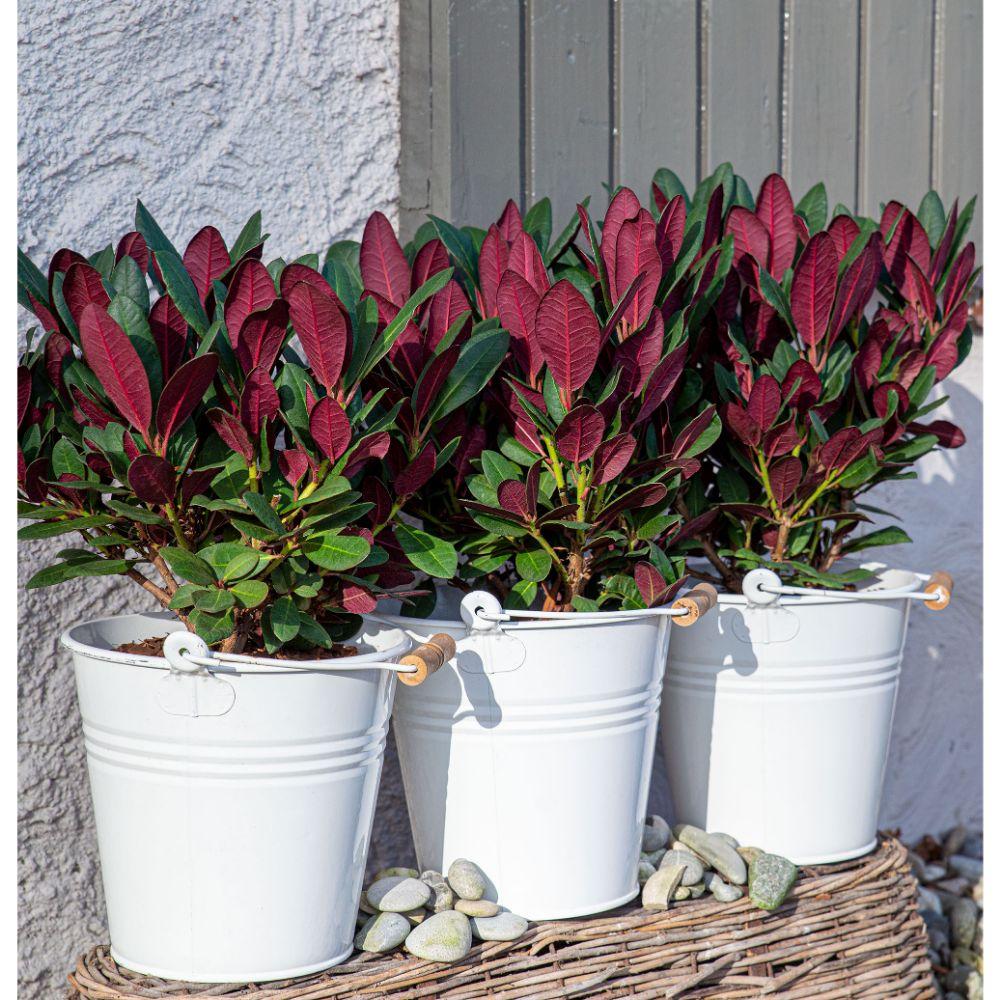 green-guardia-rhododendron-wine-roses-zimmerpflanze-20cm image 3